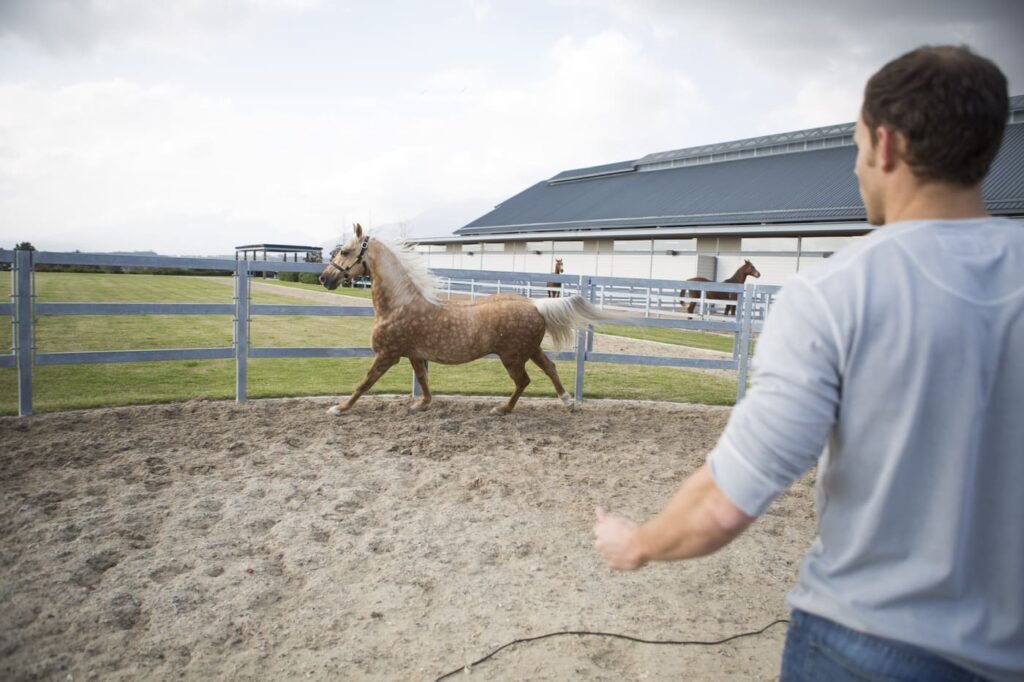 male-stablehand-and-palomino-horse-in-paddock-ring-2024-11-03-03-07-18-utc